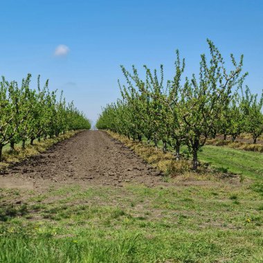 Elma ağaçlarının meyve