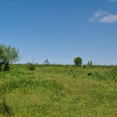 Çimen ve mavi gökyüzü.