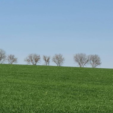 Yeşil buğday tarlası