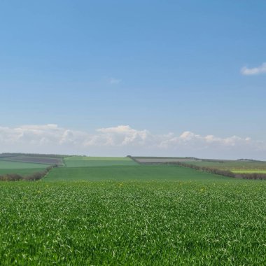 Buğday tarlası, tarım, doğa