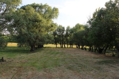 Parktaki yeşil ağaçlar.