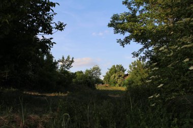 Ormanda yeşil çimenler ve ağaçlar