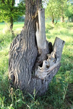 Beyaz arkaplan ile eski ağaç kütüğü