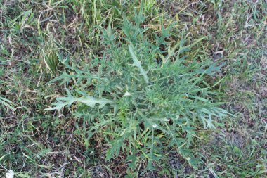 Yakın yeşil bitki doğa