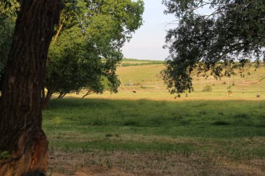 Bir inek sürüsü yeşil alanda otluyor.