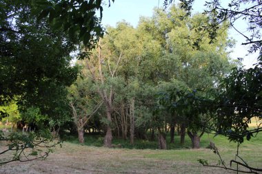 Ağaçlı ve yeşil yapraklı güzel bir manzara.