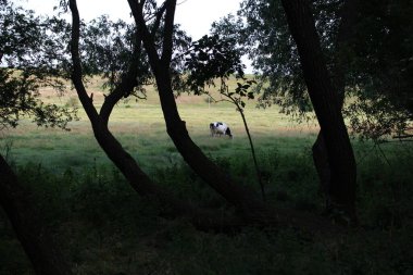 Ağaçlı ve otlu güzel bir manzara.
