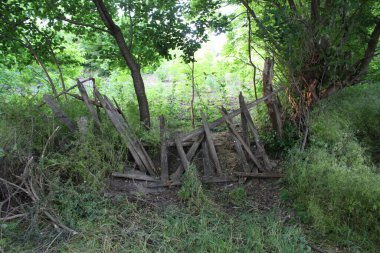 Dağlardaki ormanda bir ağaç.