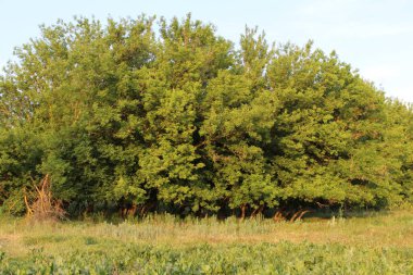 Yazın tarlada bir ağaç