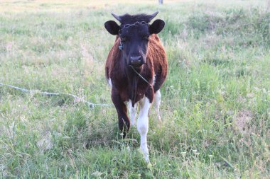 Yeşil çimlerde ipi olan bir inek.
