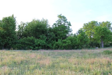 Ormandaki ağaçlar, doğa ve bitki örtüsü