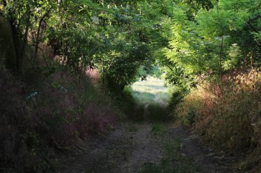 Ormanın içinden geçen yol