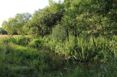 Hollanda 'da bir ormandaki nehir