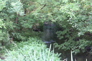 Ormandaki nehrin güzel manzarası