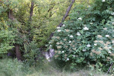 Parktaki çalılık..