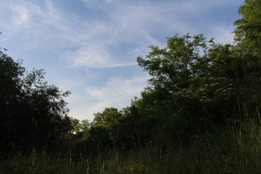 Ormanın güzel manzarası