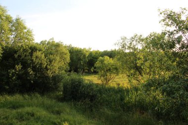 Ormanda yeşil ağaçlar