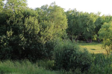 yaz yeşil çimen ve ağaç