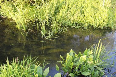 Çimenleri ve bitkileri olan güzel bir nehir