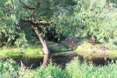 Ormandaki nehir, manzara...