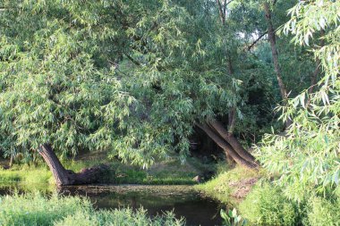Hollanda 'daki parkın şehri.