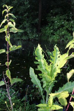 a vertical shot of a green plant in the garden