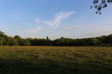 Ağaçların olduğu bir tarla ve bulutlu bir gökyüzü.