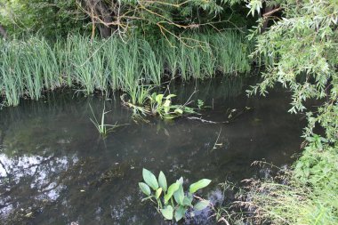 Yeşil yaprakları ve bitkileri olan bir nehir. Yaz manzarası.