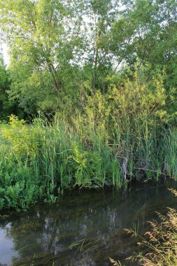 Yazın ilk saatlerinde ormandaki nehir.