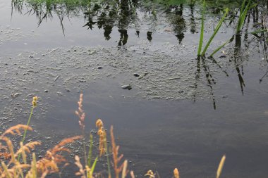Güzel manzara. doğa arkaplanı