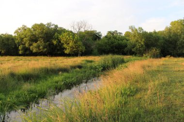 Çimen ve ağaçlarla kaplı yaz manzarası