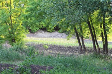 Ormanda yeşil çimenler