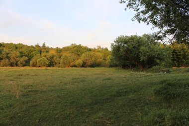 Bir orman, yaz yatay