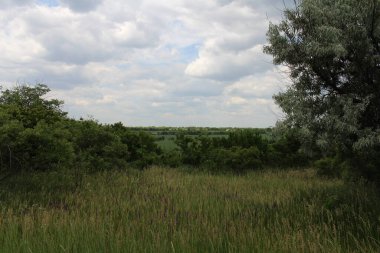 Çimenli ve ağaçlı bir tarla