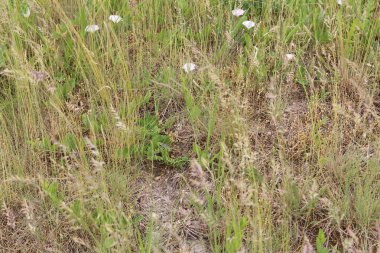 Bahçedeki çimenler