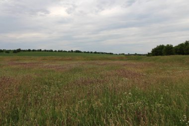 Avrupa 'da Letonya kırsalında yaz mevsiminde yeşil çimen tarlası