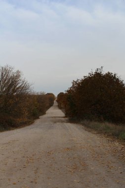 Sonbahar ormanında yol
