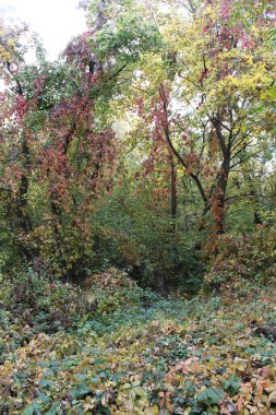 Ağaçlar ve yapraklarla dolu güzel sonbahar manzarası