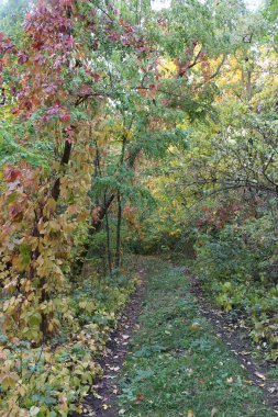 Ağaçlar ve yapraklarla dolu güzel sonbahar manzarası