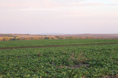 Arkasında mavi gökyüzü olan tarlanın manzarası.