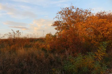 ağaçlar ve çalılar ile peyzaj