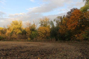 Sonbahar ormanı ve ağaçlarla dolu bir manzara.