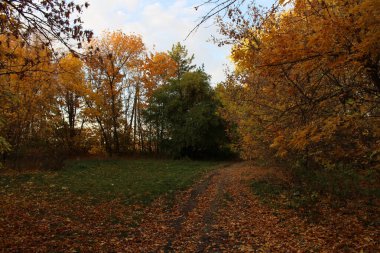 Renkli yaprakları ve ağaçları olan sonbahar manzarası