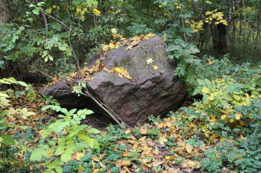 Parktaki ormanda bir taş.