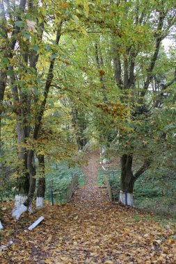 Parkta sonbahar, renkli yapraklar, ağaçlar ve yapraklar