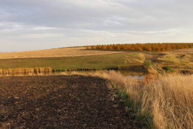 Arka planda ağaçlar ve çimenler olan güzel sonbahar manzarası.