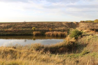 Arka planda ağaç olan güzel bir tarla görüntüsü.