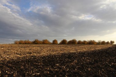 Tarlada olgun sonbahar mısır tarlası. Sonbahar manzarası
