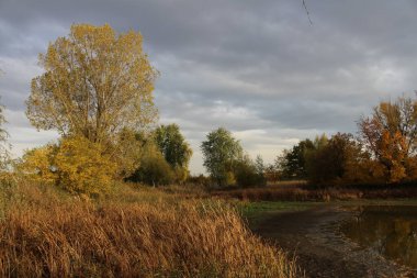 Kırsaldaki bir ormanda sonbahar manzarası.
