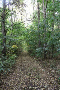 Sabah güzel bir orman